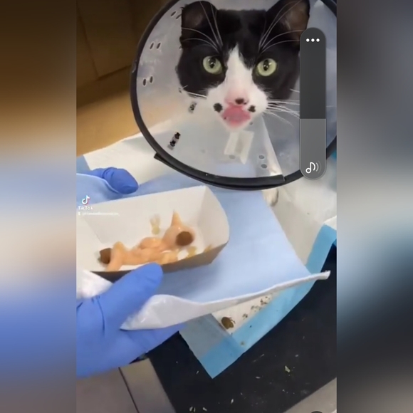 Chemo Treatments for My 3 year old cat, Lrrr - Picture 10 of 12